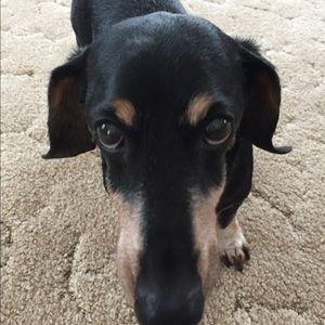 Meet your Posher, Sandy